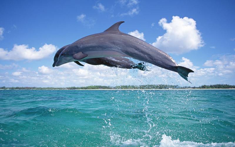 跃出海面欢快洒脱的海豚