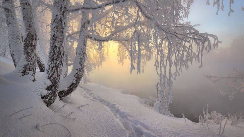 冬日森林唯美纯白雪景精致美图壁纸