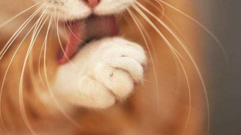 萌萌的可爱猫爪姿态拍摄图片