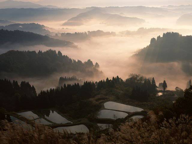 田间写真