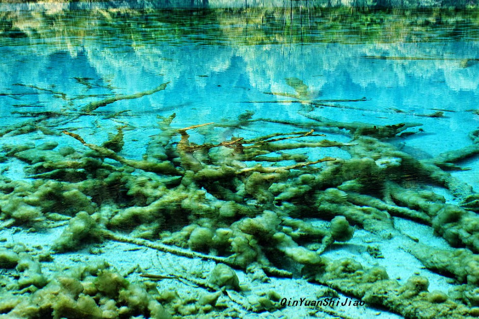 梦幻九寨沟水中森林