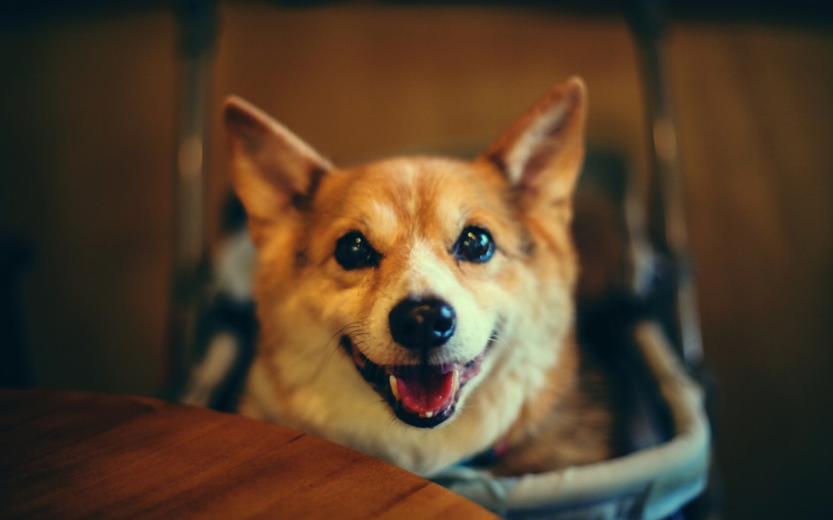 可爱萌萌的柯基犬卖萌生活图片