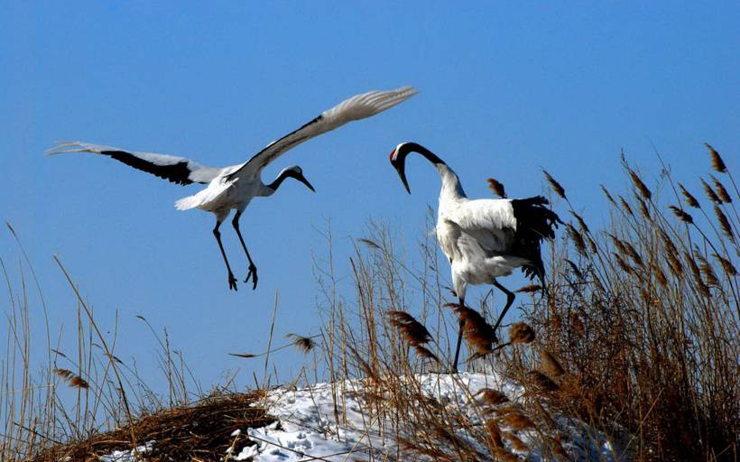 气质丹顶鹤高清唯美动物图片