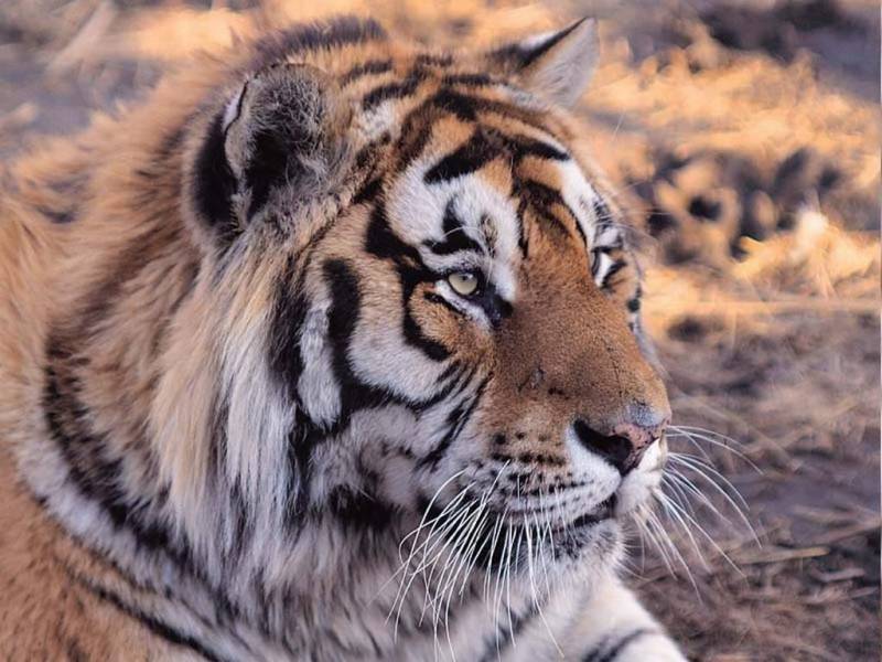 凶猛的森林之王老虎高清图片