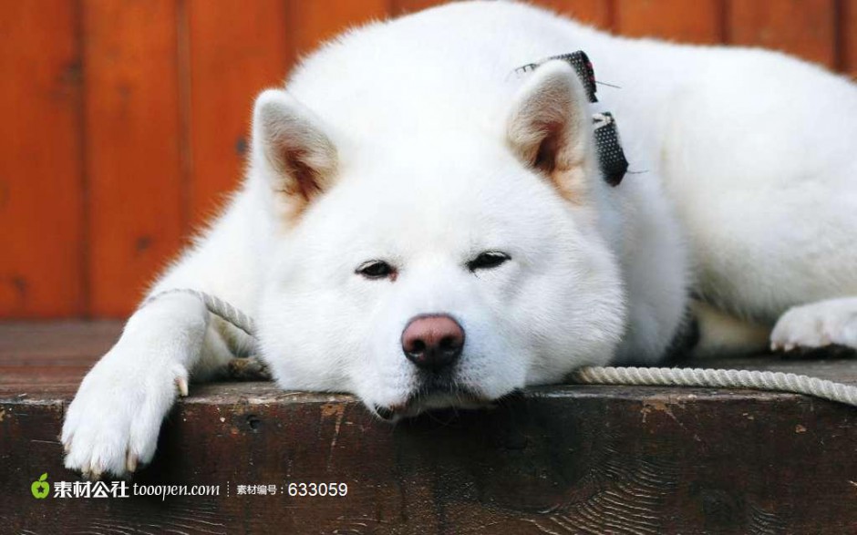 懒洋洋的白色秋田犬图片