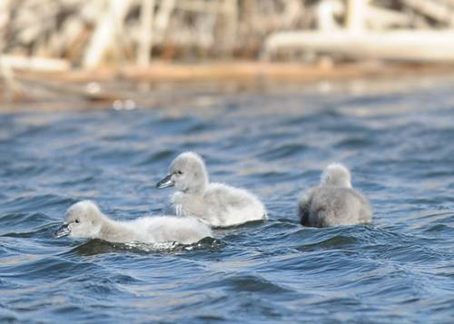 高贵黑天鹅草地栖息美照