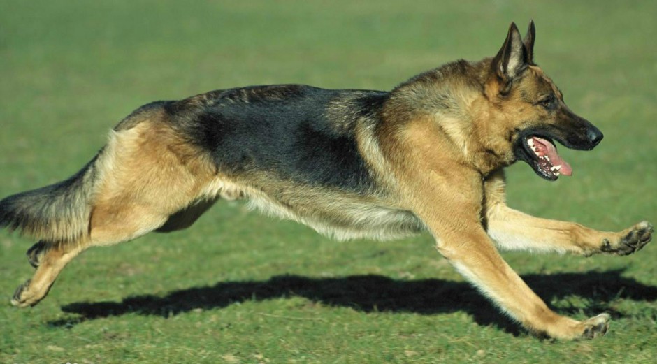 草地疯狂飞奔的大黑狼犬图片