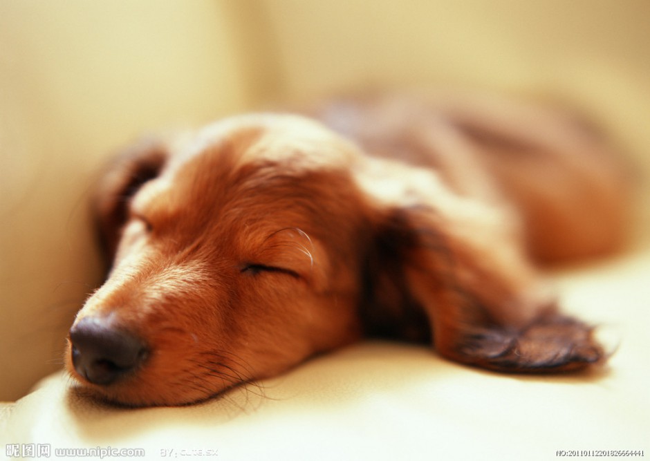 纯种金毛寻回犬趴着睡觉图片