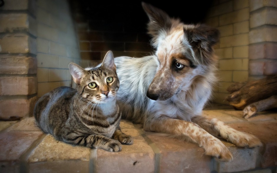 呆萌猫咪与可爱狗狗亲密生活照片