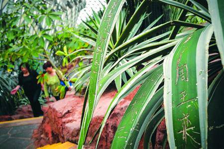 海星被游客摸死 上海植物园40棵植物被刻字“到此一游”