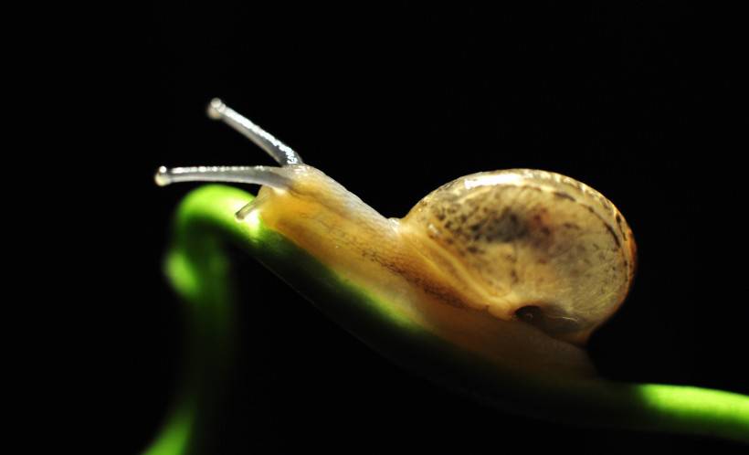 藤蔓上的蜗牛图片高清特写