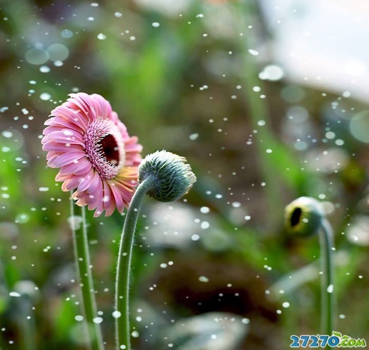 高清花朵唯美靓丽摄影