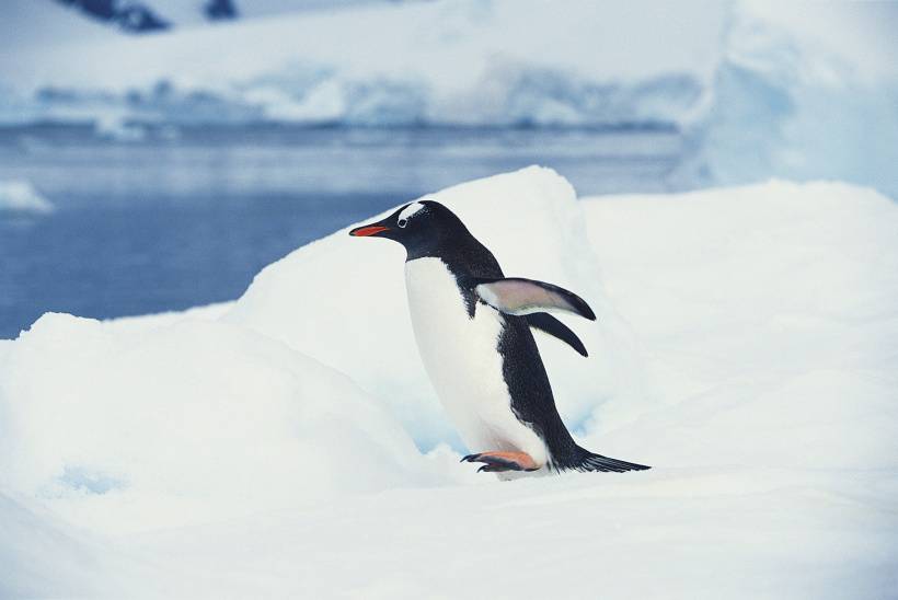 可爱企鹅跳水高清图片