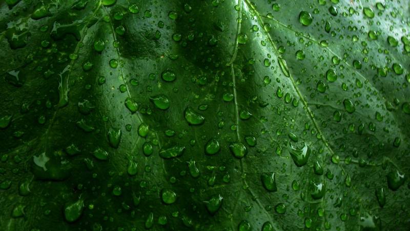 树叶上晶莹剔透的水滴高清图片