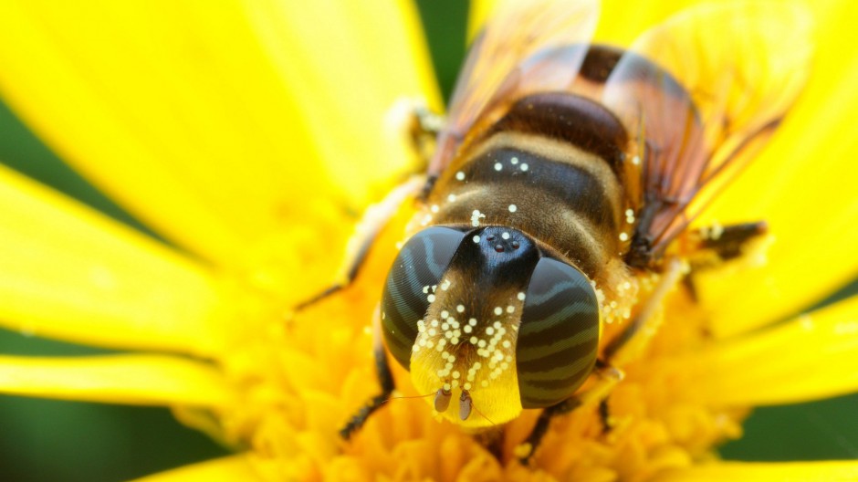 勤劳的小蜜蜂微距摄影图片