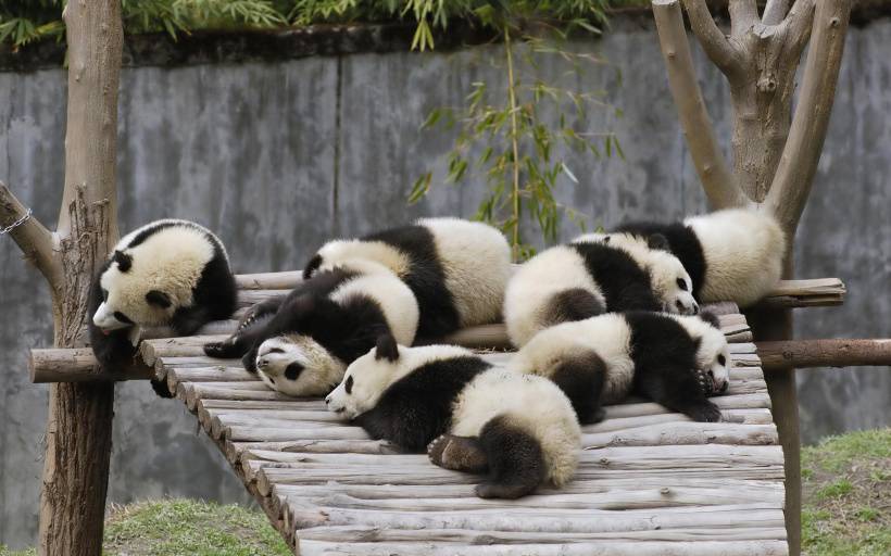 国家一级保护动物熊猫天然呆美图