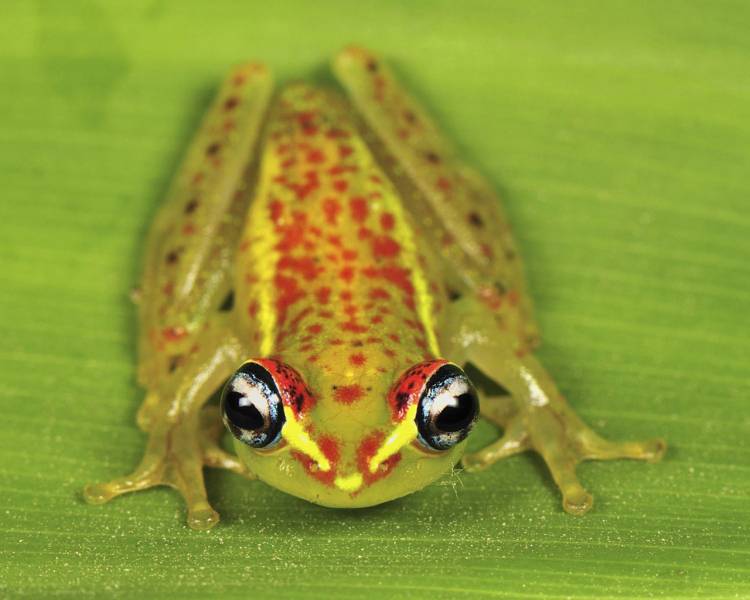 动物界百变动物秀精美高清特写组图