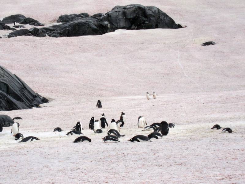 网友提供南极企鹅高清图片