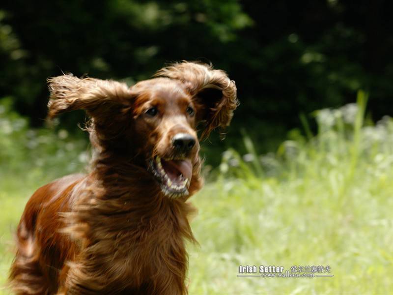 明星宠物狗爱尔兰塞特犬图片合集