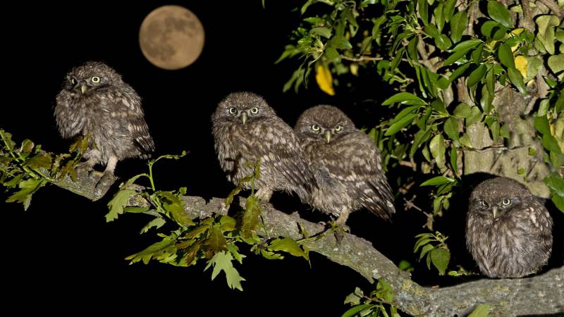 超萌的小猫头鹰动物高清图片