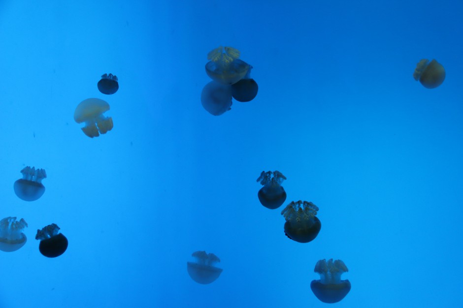 海底五光十色的水母唯美图片
