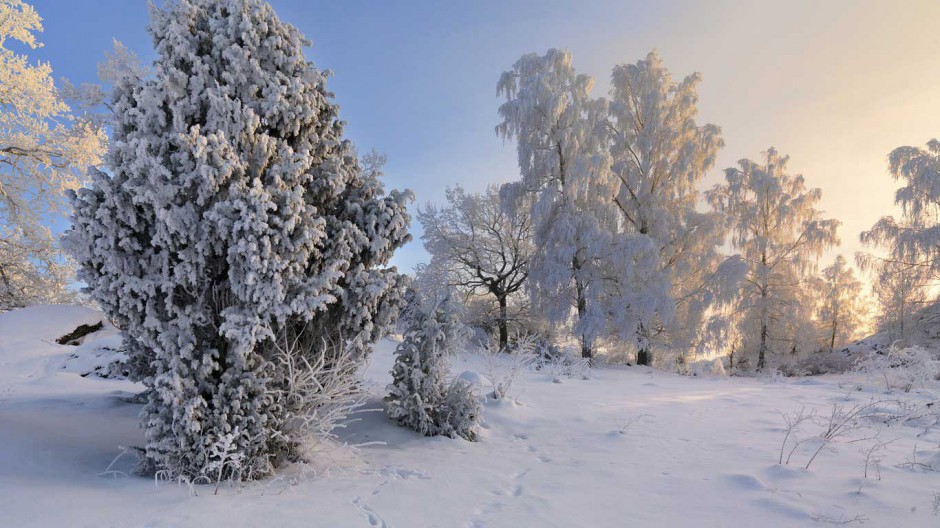 唯美树林雪景风景图片清新迷人