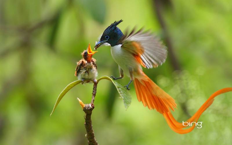 动物世界鸟类全集 有爱的翠鸟哺乳图片
