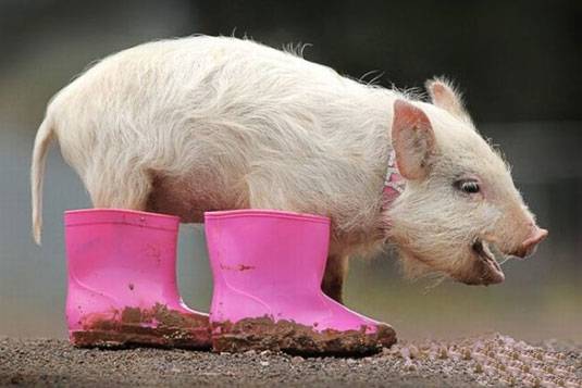 动物搞怪图片之可爱的猪八戒