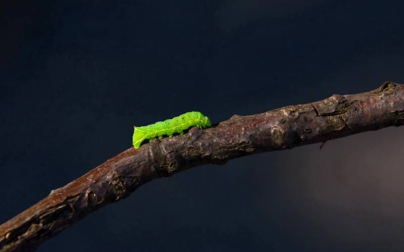 昆虫界的可爱宝宝毛毛虫精选高清图