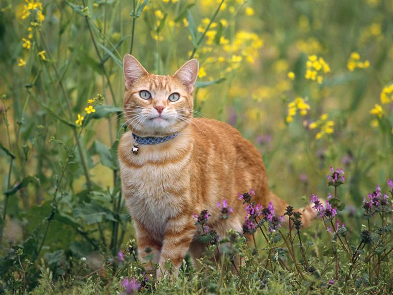小猫咪狗狗可爱合照萌图
