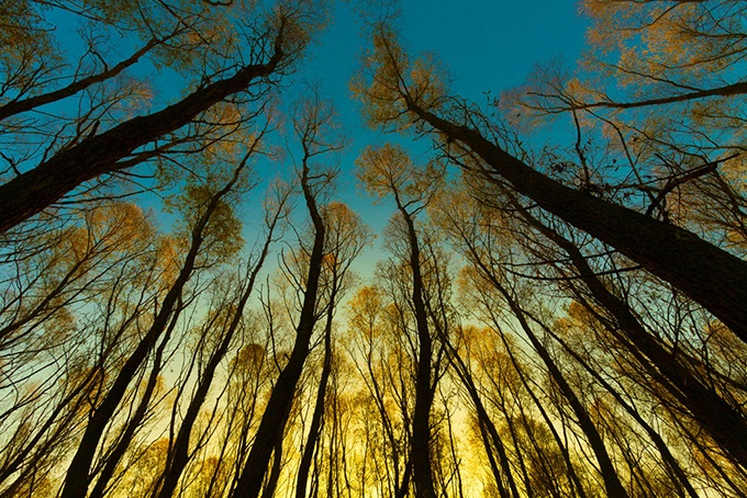 浪漫的秋天黄昏树林摄影图片壁纸