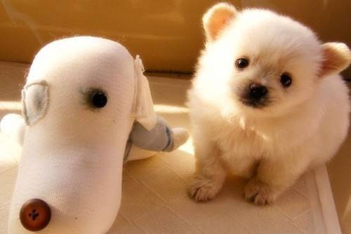 可爱汪星人超萌田园玩耍图片