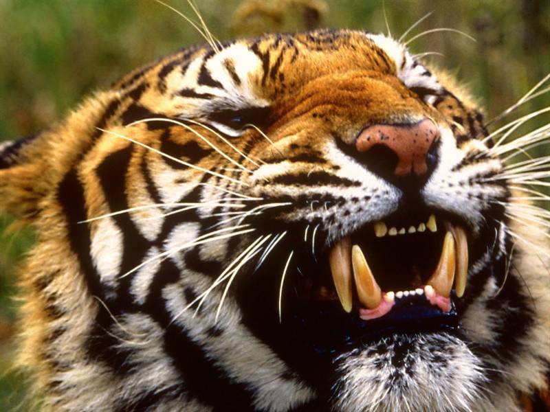 生猛老虎高清食肉动物图片