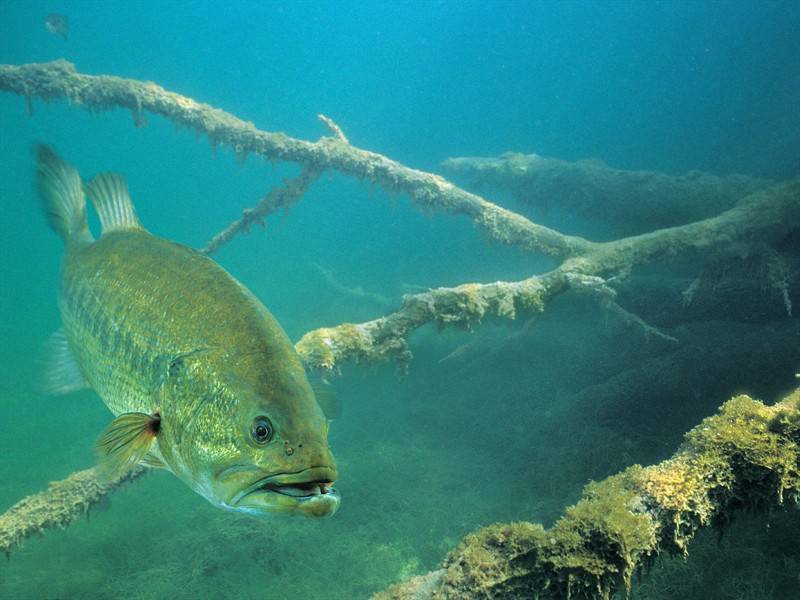 颜色鲜艳形状各异的鱼类海洋生物