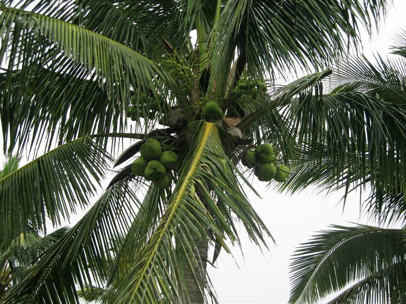 椰树挺空的海南博鳌风景秀丽图集