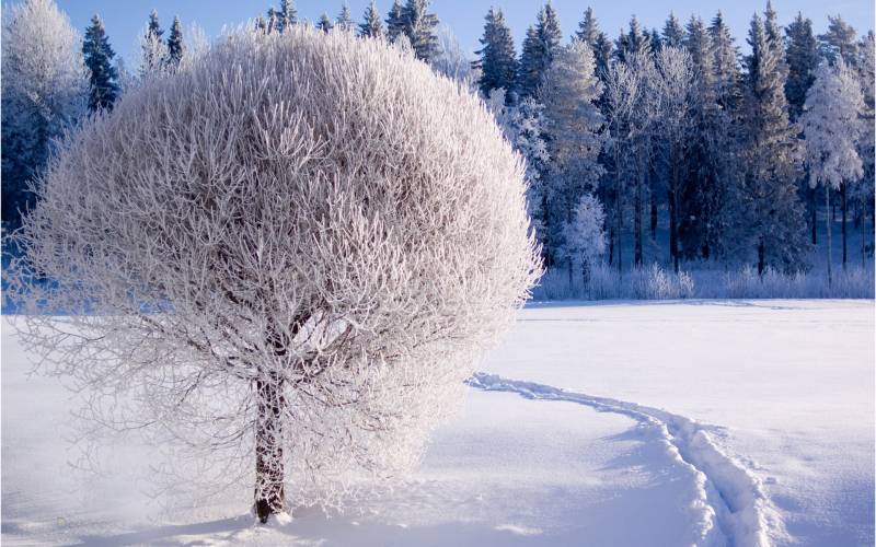 冬天树林雪景精美桌面壁纸