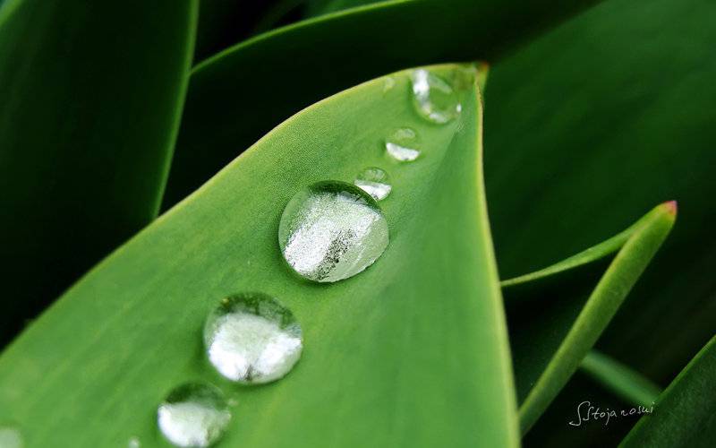 绿绿植物叶子上的雨滴与露珠