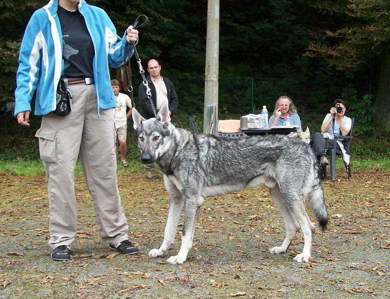 捷克狼犬帅气户外个性特写图片