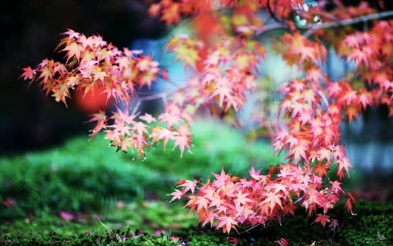 秋天的颜色唯美高清图片