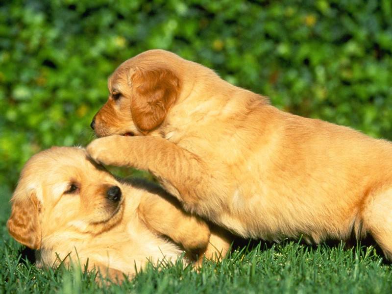 巴哥犬等中小型宠物狗图片合集