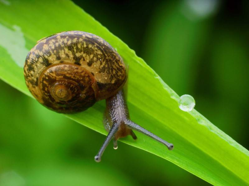 雨后爬行的蜗牛图片大全