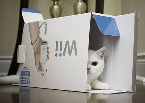 贪睡可爱的小猫咪图片