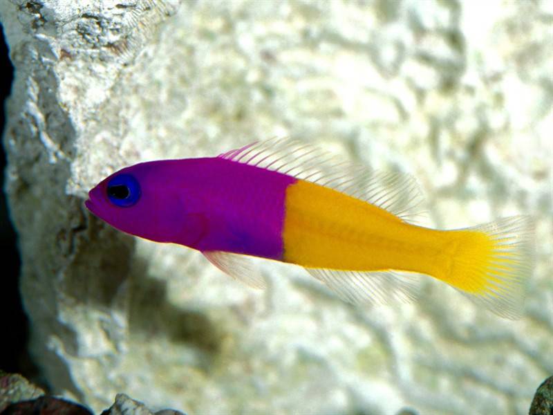 颜色鲜艳形状各异的鱼类海洋生物