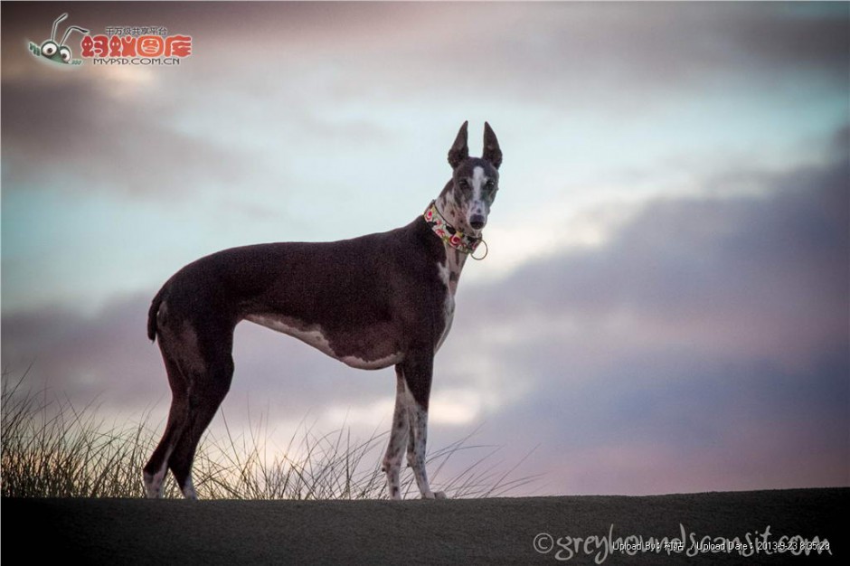 身材完美的纯种灵缇犬图片