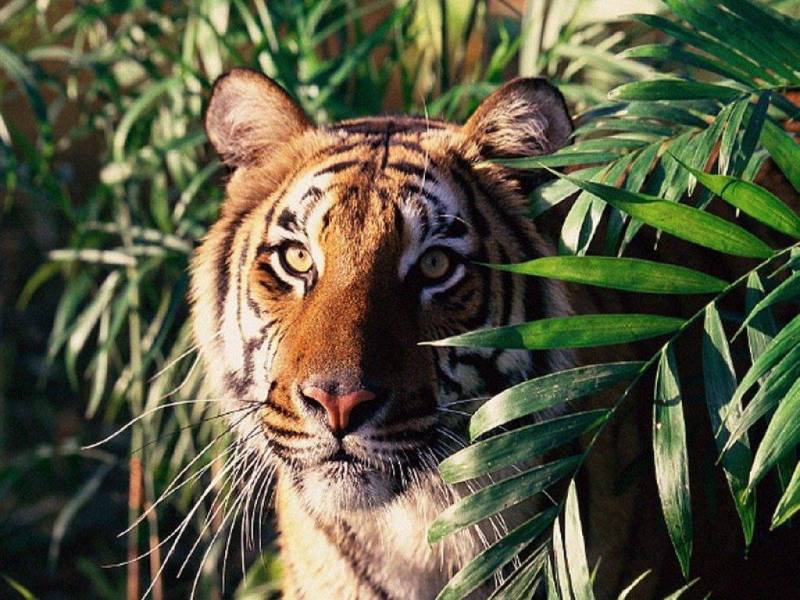 凶猛的森林之王老虎高清图片