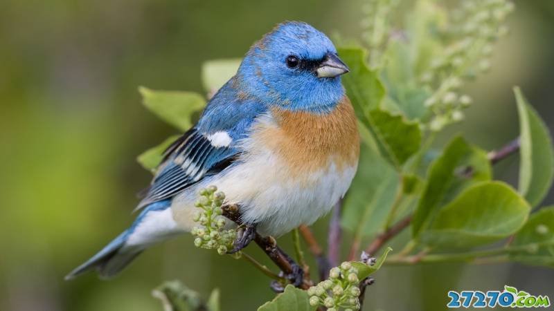 最新动物合集 太自然特写
