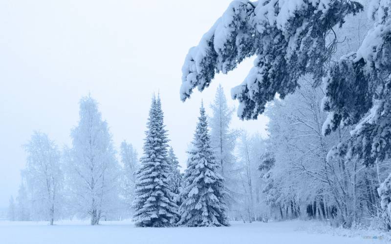 冬日傲霜斗雪的松树高清图片