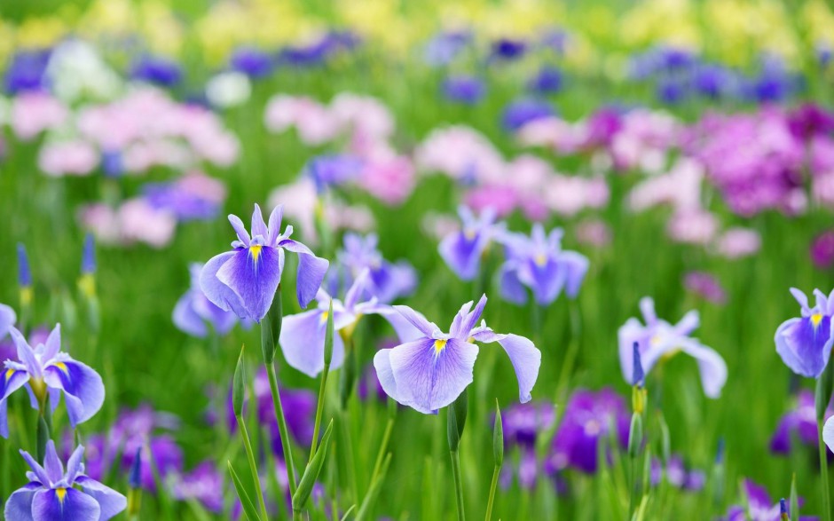 春天鲜花图片芬芳迷人