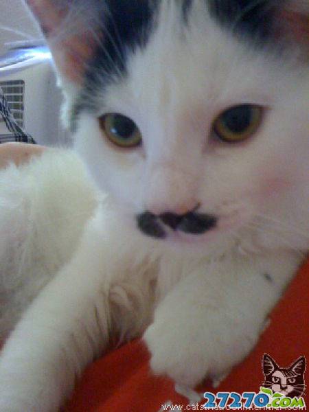 每日爆笑 恶搞萌物