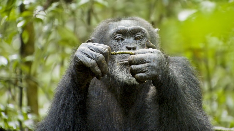 树林玩耍的可爱大猩猩图片